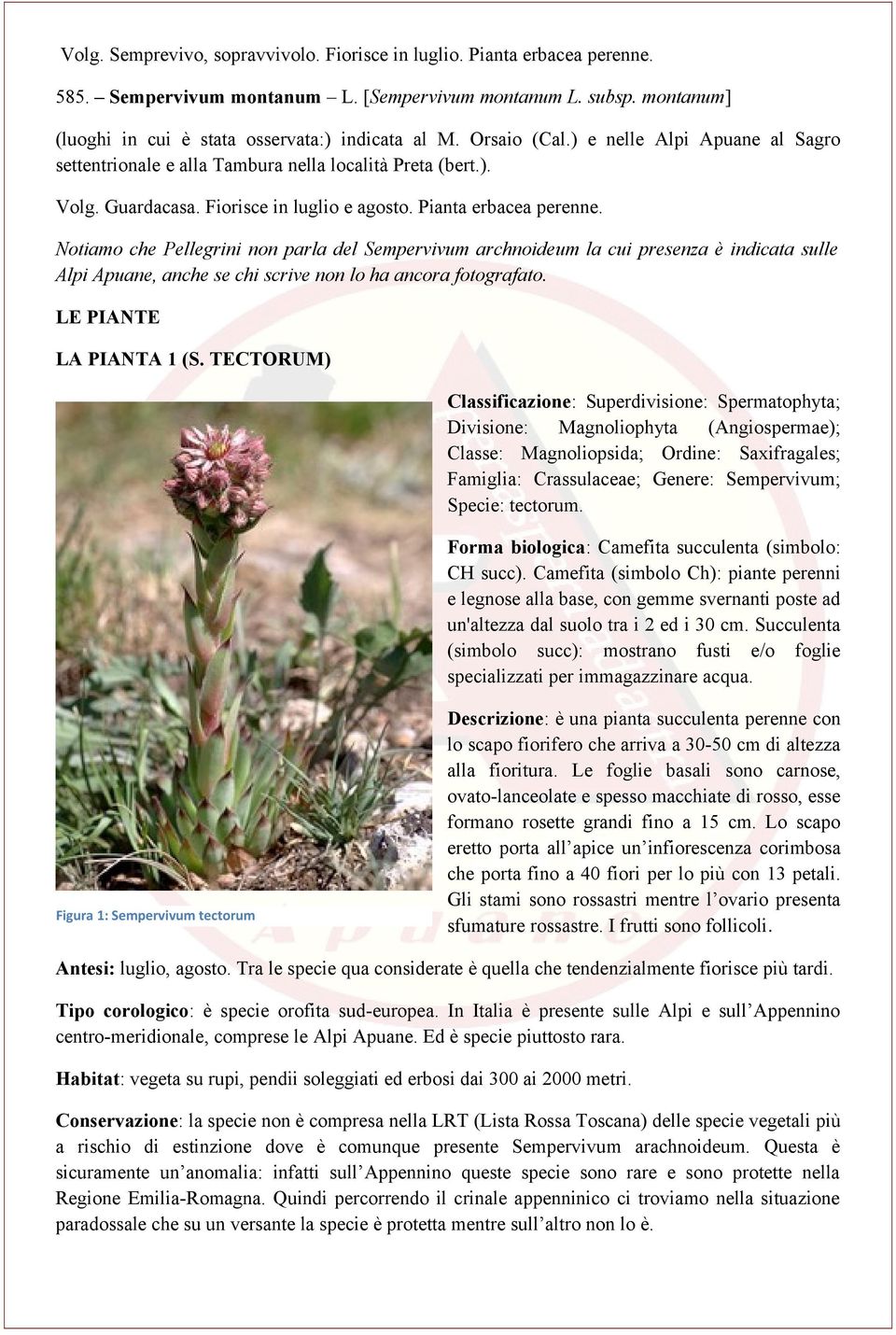 Notiamo che Pellegrini non parla del Sempervivum archnoideum la cui presenza è indicata sulle Alpi Apuane, anche se chi scrive non lo ha ancora fotografato. LE PIANTE LA PIANTA 1 (S.