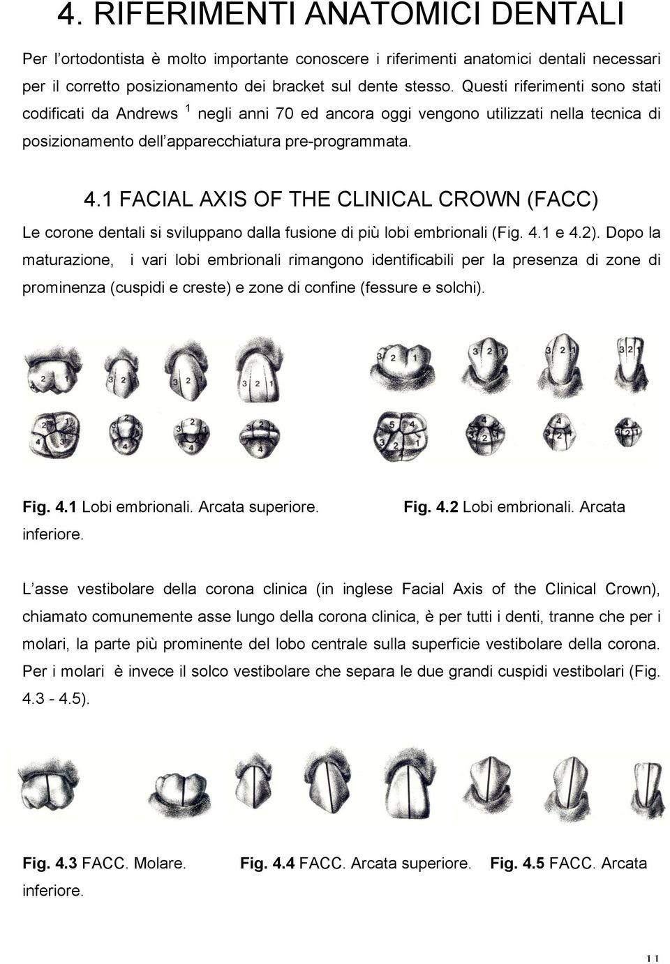 1 FACIAL AXIS OF THE CLINICAL CROWN (FACC) Le corone dentali si sviluppano dalla fusione di più lobi embrionali (Fig. 4.1 e 4.2).