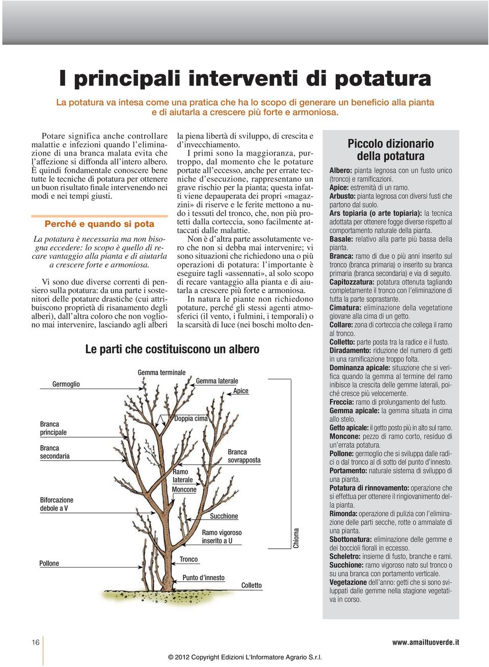 È quindi fondamentale conoscere bene tutte le tecniche di potatura per ottenere un buon risultato finale intervenendo nei modi e nei tempi giusti.