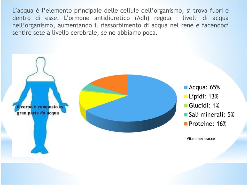 riassorbimento di acqua nel rene e facendoci sentire sete a livello cerebrale, se ne