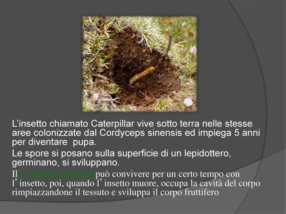 Le spore si posano sulla superficie di un lepidottero, germinano, si sviluppano.