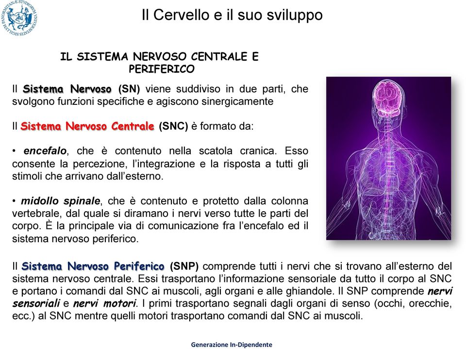 midollo spinale, che è contenuto e protetto dalla colonna vertebrale, dal quale si diramano i nervi verso tutte le parti del corpo.