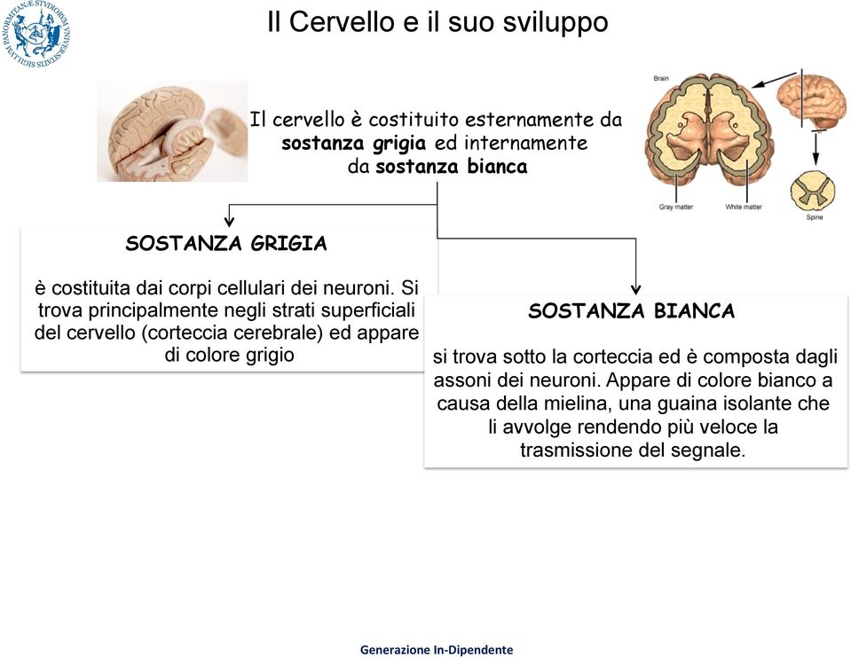 Si trova principalmente negli strati superficiali del cervello (corteccia cerebrale) ed appare di colore grigio