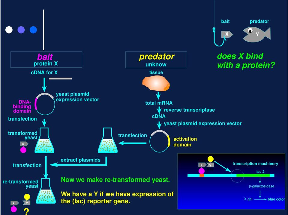 expression vector transformed yeast transfection activation domain transfection re-transformed yeast Y extract plasmids