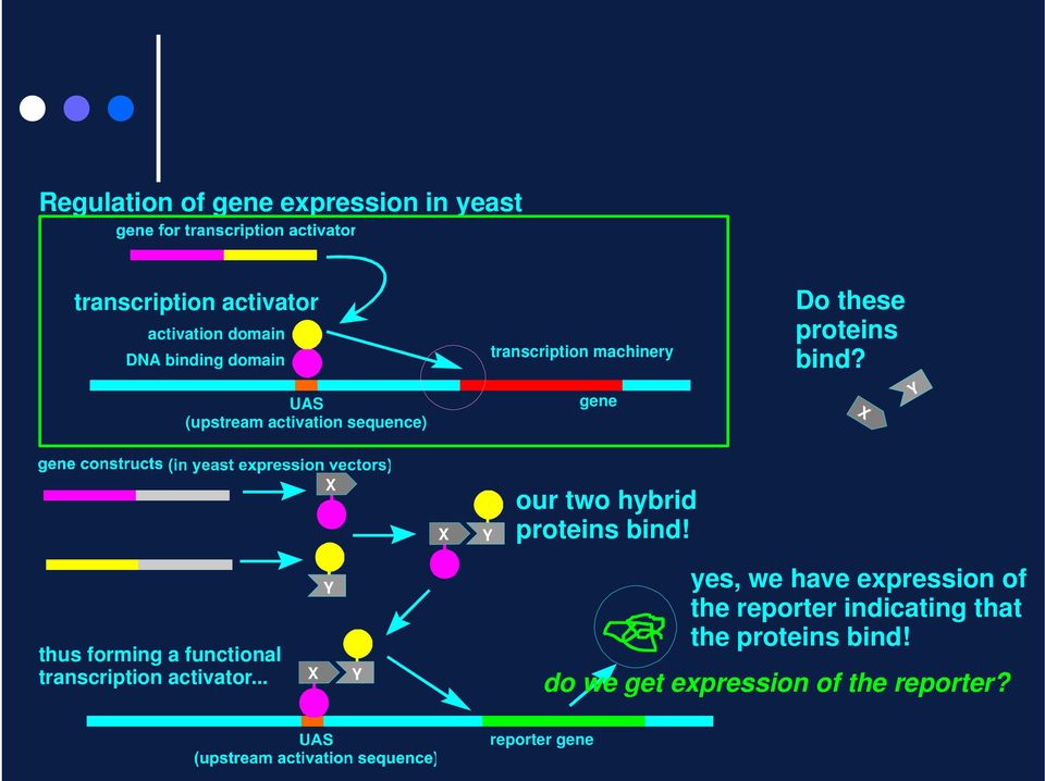 UAS (upstream activation sequence) gene Y Y our two hybrid proteins bind!