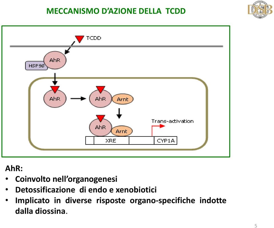 Detossificazione di endo e xenobiotici