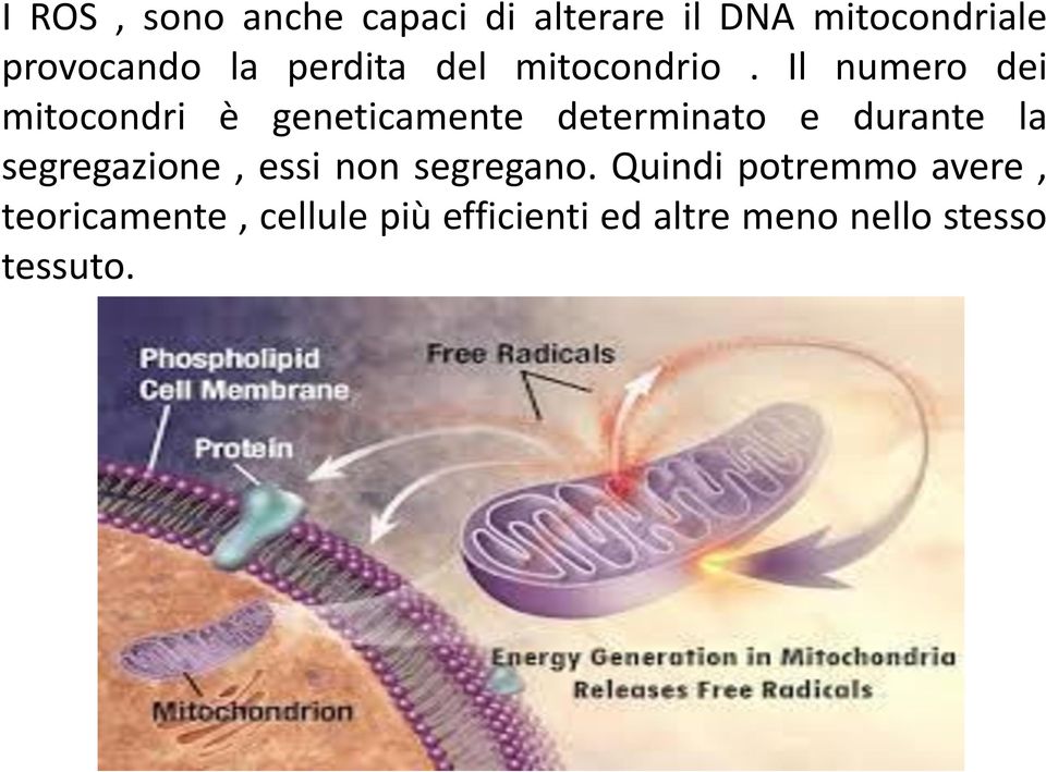 Il numero dei mitocondri è geneticamente determinato e durante la