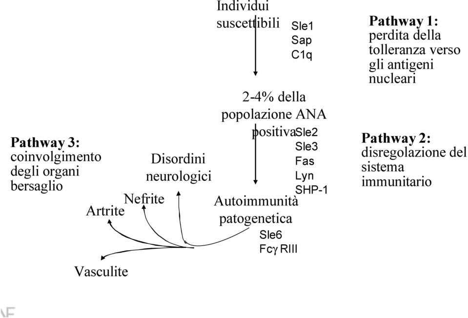 positivasle2 Autoimmunità patogenetica Sle6 Fcγ RIII Sle3 Fas Lyn SHP-1 Pathway 1: