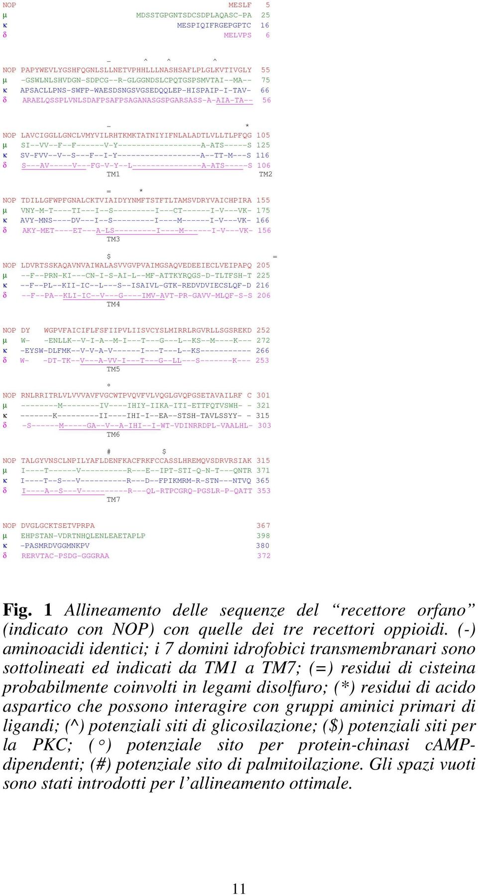SI--VV--F--F------V-Y------------------A-ATS-----S 125 κ SV-FVV--V--S---F--I-Y------------------A--TT-M---S 116 δ S---AV-----V---FG-V-Y--L---------------A-ATS-----S 106 TM1 TM2 = * NOP