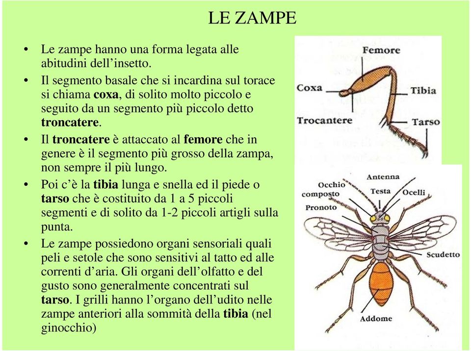 Il troncatere è attaccato al femore che in genere è il segmento più grosso della zampa, non sempre il più lungo.