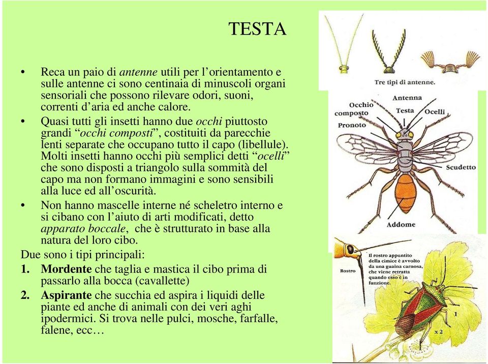 Molti insetti hanno occhi più semplici detti ocelli che sono disposti a triangolo sulla sommità del capo ma non formano immagini e sono sensibili alla luce ed all oscurità.