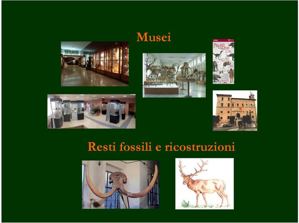 fossili e