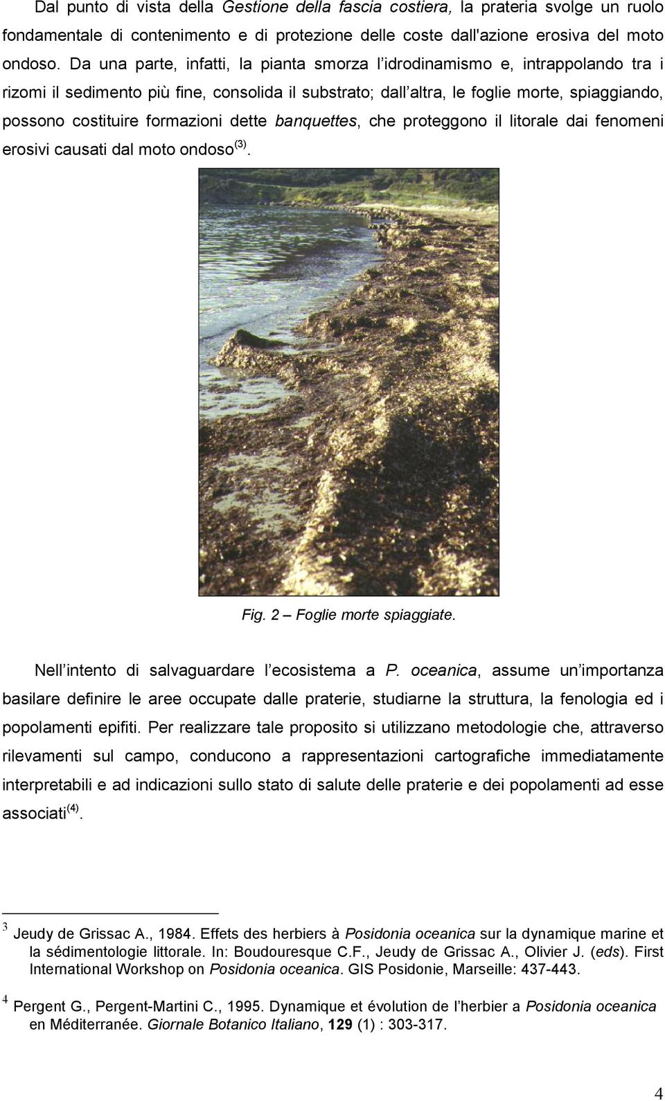 formazioni dette banquettes, che proteggono il litorale dai fenomeni erosivi causati dal moto ondoso (3). Fig. 2 Foglie morte spiaggiate. Nell intento di salvaguardare l ecosistema a P.