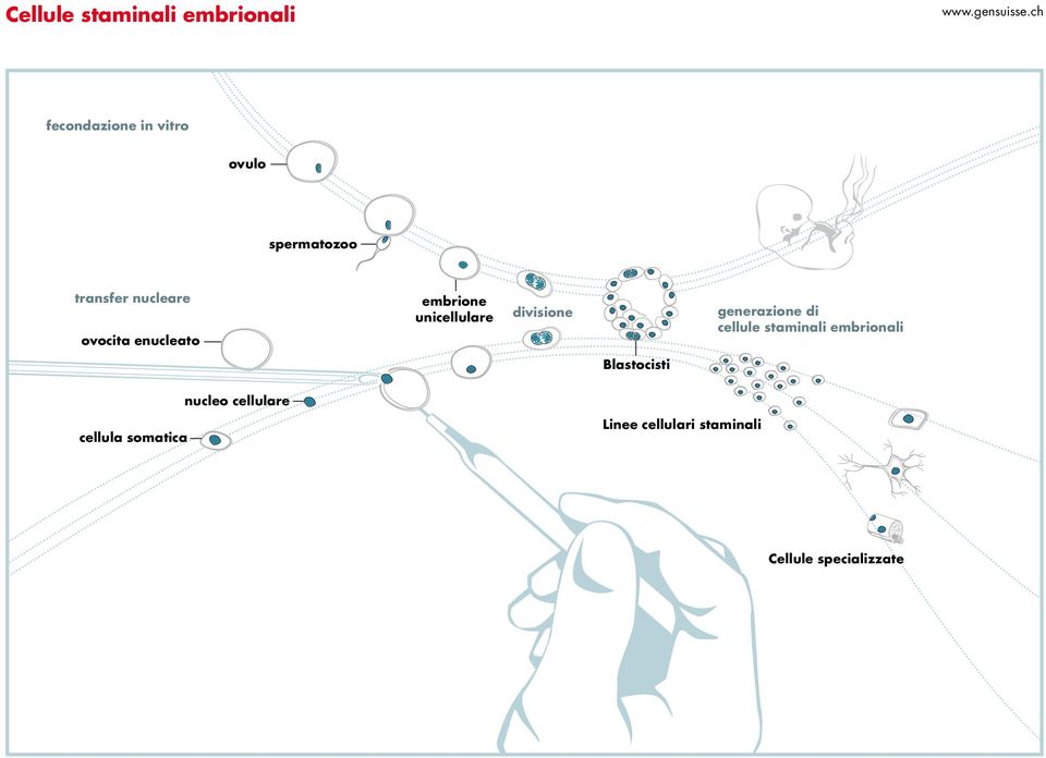 generazione di cellule staminali embrionali Blastocisti cellula