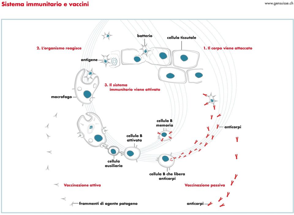 Il sistema immunitario viene attivato macrofago cellula B memoria anticorpi cellula B