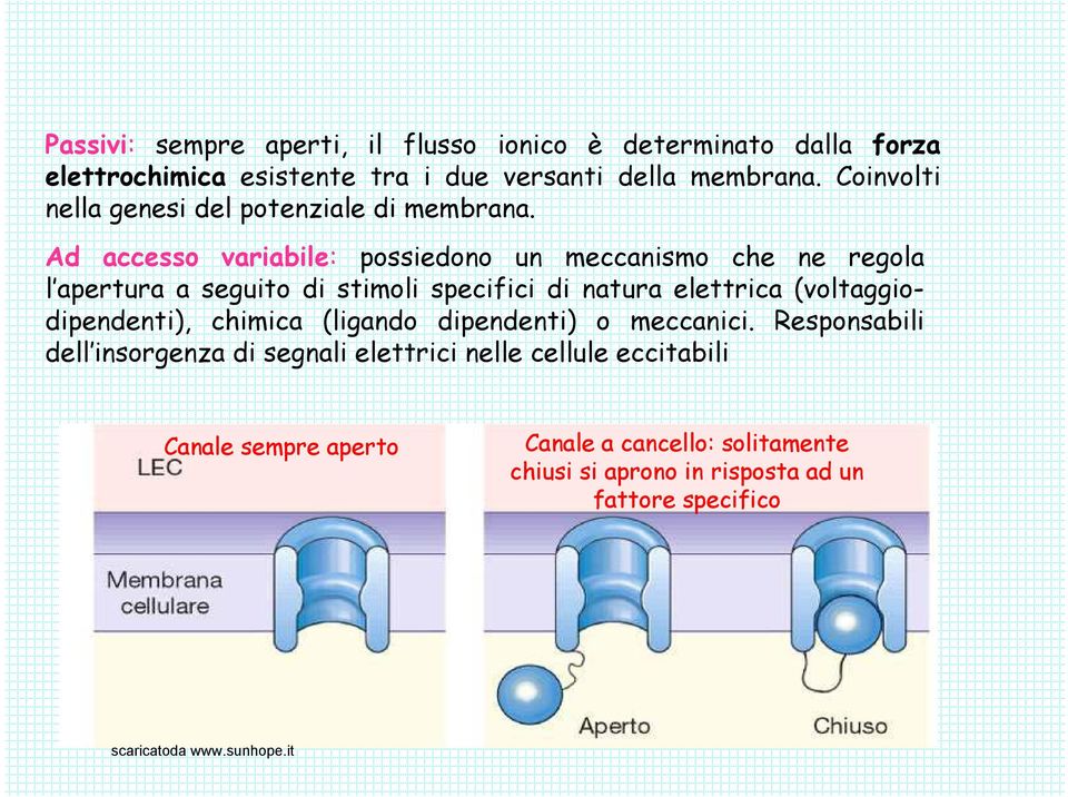 Ad accesso variabile: possiedono un meccanismo che ne regola l apertura a seguito di stimoli specifici di natura elettrica