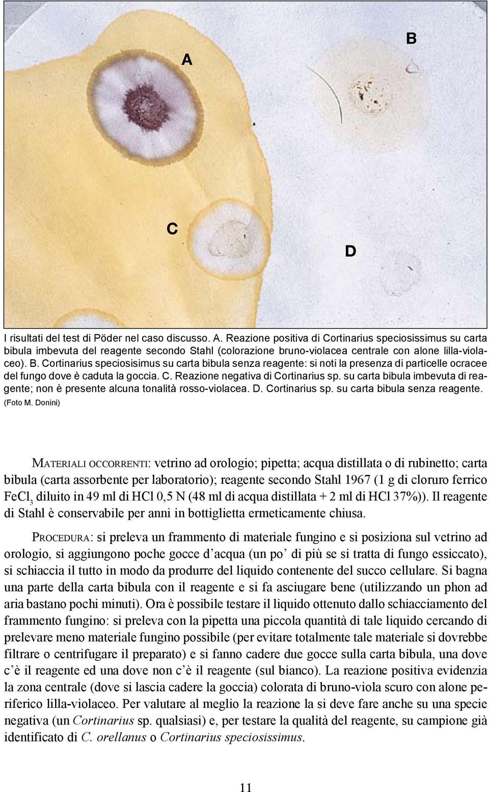 Cortinarius speciosisimus su carta bibula senza reagente: si noti la presenza di particelle ocracee del fungo dove è caduta la goccia. C. Reazione negativa di Cortinarius sp.