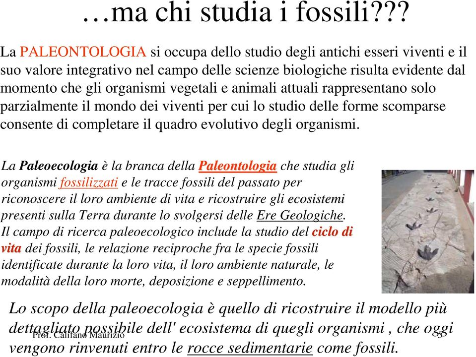 animali attuali rappresentano solo parzialmente il mondo dei viventi per cui lo studio delle forme scomparse consente di completare il quadro evolutivo degli organismi.