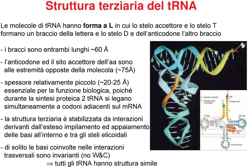 funzione biologica, poiché durante la sintesi proteica 2 trna si legano simultaneamente a codoni adiacenti sul mrna - la struttura terziaria è stabilizzata da interazioni derivanti dall esteso