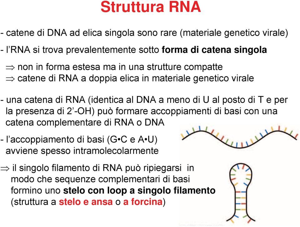 presenza di 2 -OH) può formare accoppiamenti di basi con una catena complementare di RNA o DNA - l accoppiamento di basi (G C e A U) avviene spesso