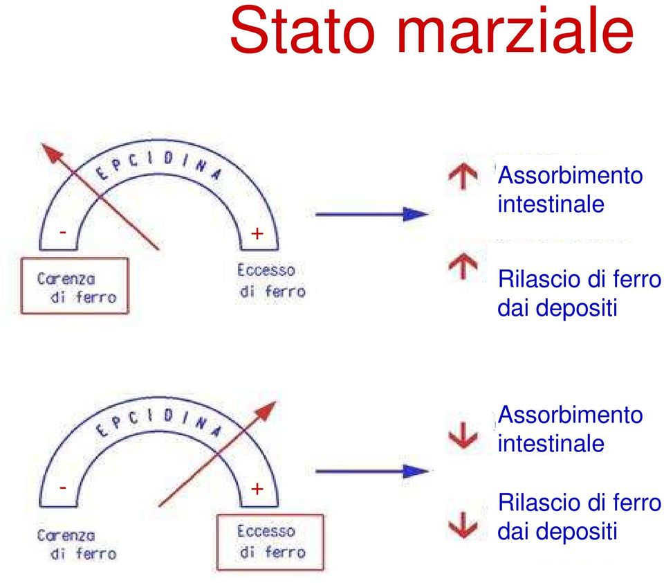 depositi Assorbimento intestinale