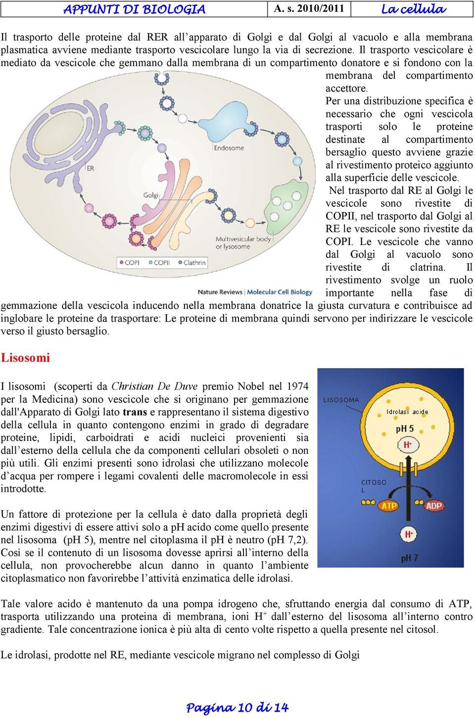 Per una distribuzione specifica è necessario che ogni vescicola trasporti solo le proteine destinate al compartimento bersaglio questo avviene grazie al rivestimento proteico aggiunto alla superficie