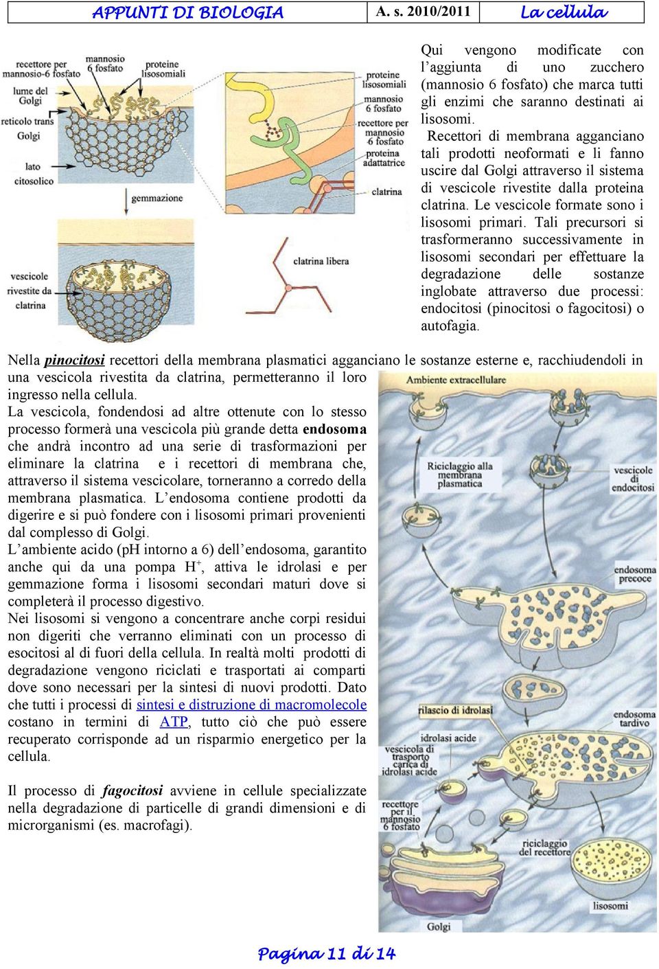 Le vescicole formate sono i lisosomi primari.