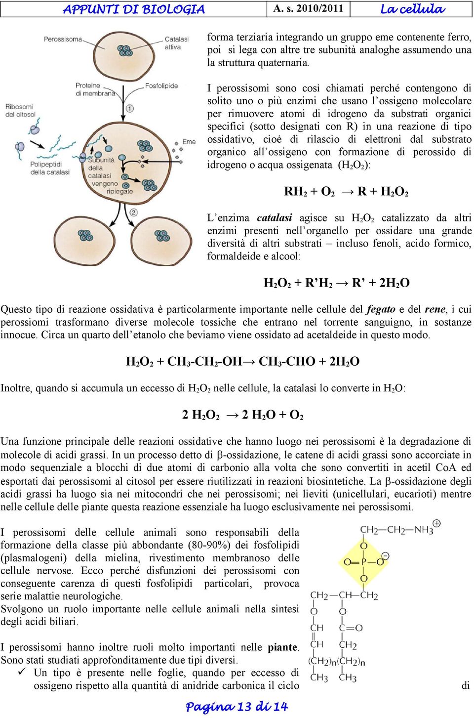 in una reazione di tipo ossidativo, cioè di rilascio di elettroni dal substrato organico all ossigeno con formazione di perossido di idrogeno o acqua ossigenata (H2O2): RH2 + O2 R + H2O2 L enzima