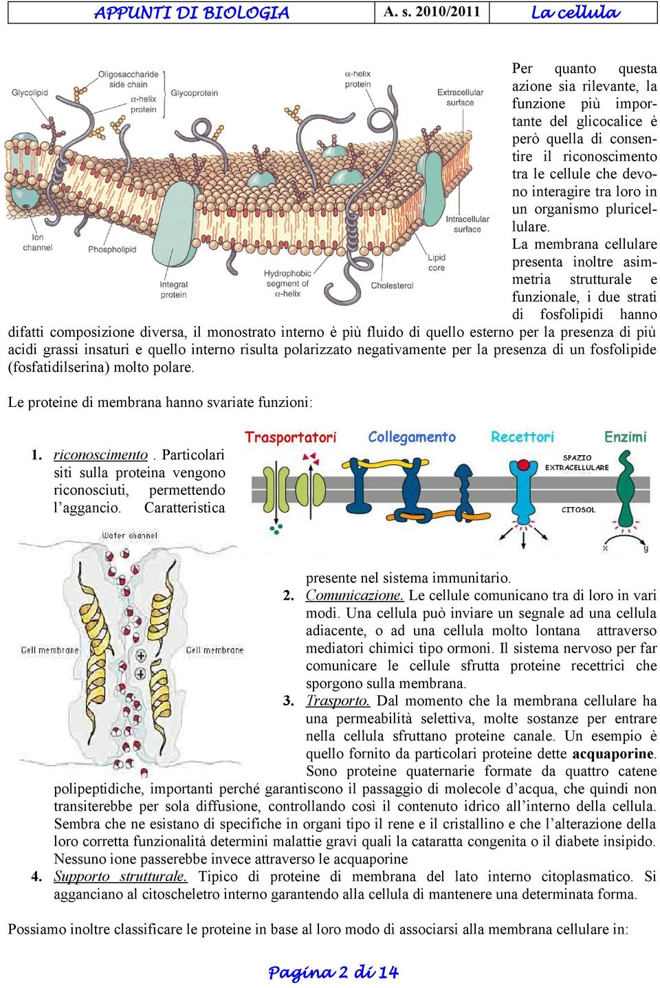 La membrana cellulare presenta inoltre asimmetria strutturale e funzionale, i due strati di fosfolipidi hanno difatti composizione diversa, il monostrato interno è più fluido di quello esterno per la