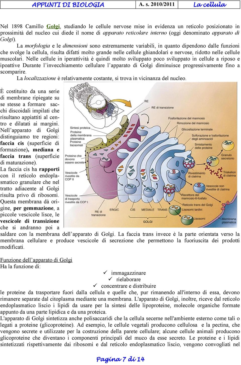 La morfologia e le dimensioni sono estremamente variabili, in quanto dipendono dalle funzioni che svolge la cellula, risulta difatti molto grande nelle cellule ghiandolari e nervose, ridotto nelle