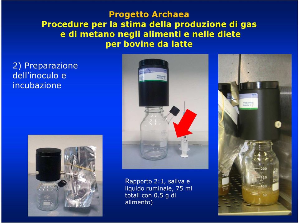 latte 2) Preparazione dell inoculo e incubazione Rapporto