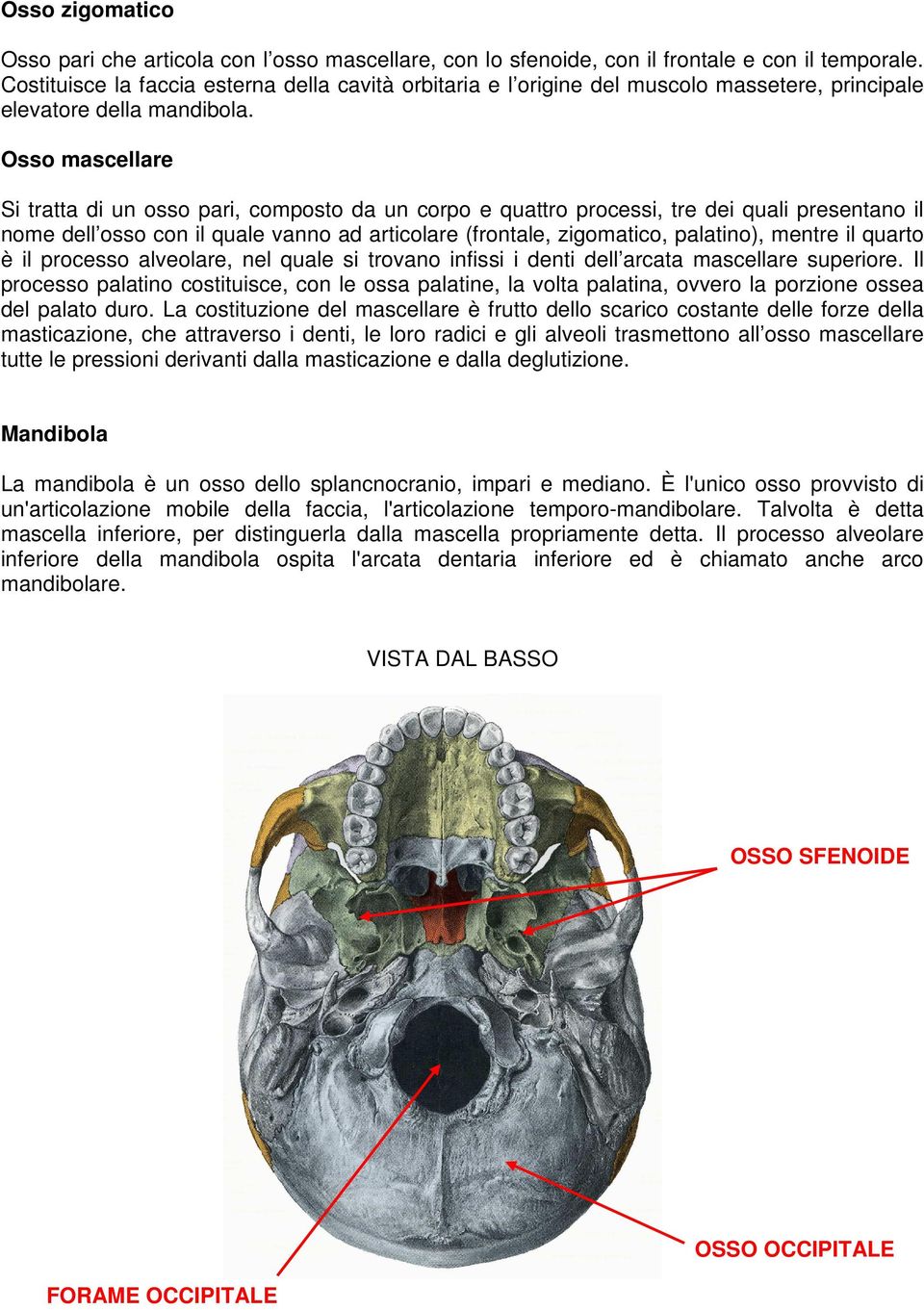 Osso mascellare Si tratta di un osso pari, composto da un corpo e quattro processi, tre dei quali presentano il nome dell osso con il quale vanno ad articolare (frontale, zigomatico, palatino),