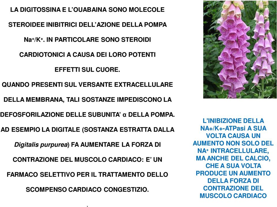 AD ESEMPIO LA DIGITALE (SOSTANZA ESTRATTA DALLA Digitalis purpurea) ) FA AUMENTARE LA FORZA DI CONTRAZIONE DEL MUSCOLO CARDIACO: E UN FARMACO SELETTIVO PER IL TRATTAMENTO DELLO