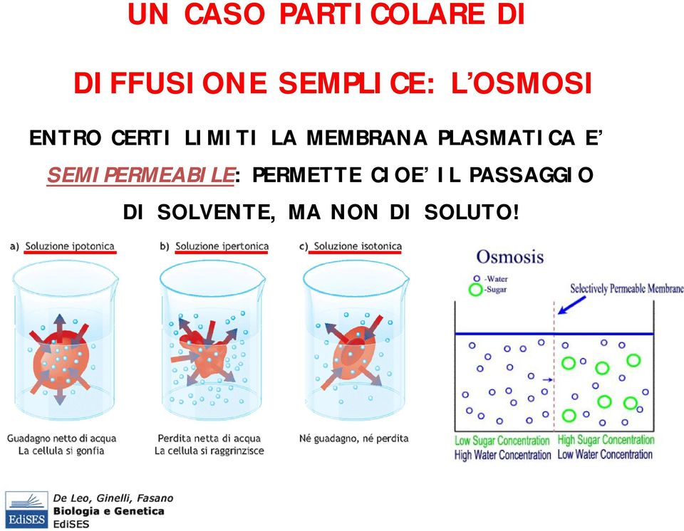 MEMBRANA PLASMATICA E SEMIPERMEABILE: :