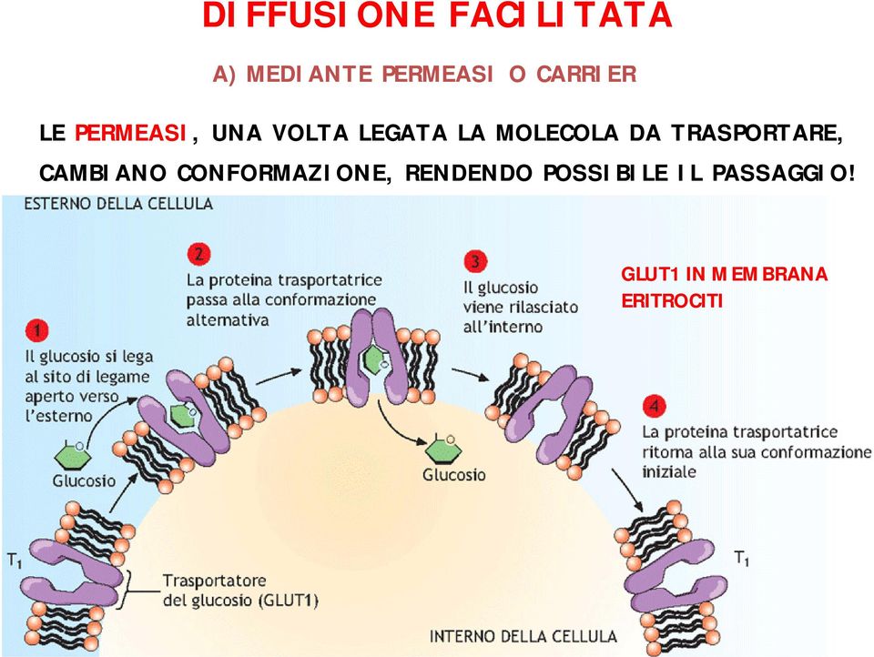 MOLECOLA DA TRASPORTARE, CAMBIANO CONFORMAZIONE,