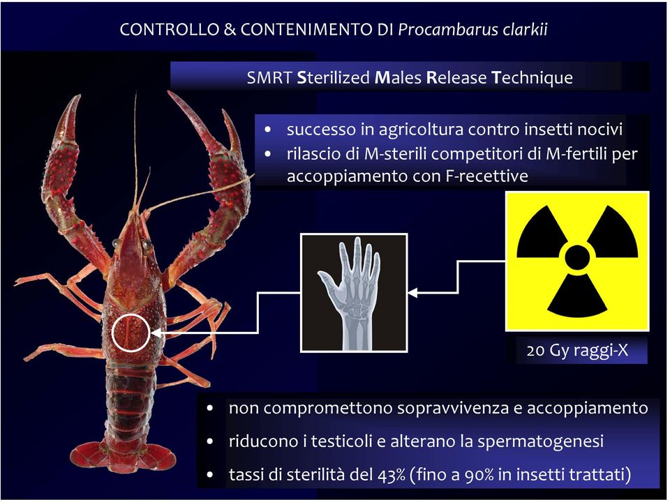 accoppiamento con F recettive 20 Gy raggi X non compromettono sopravvivenza e accoppiamento