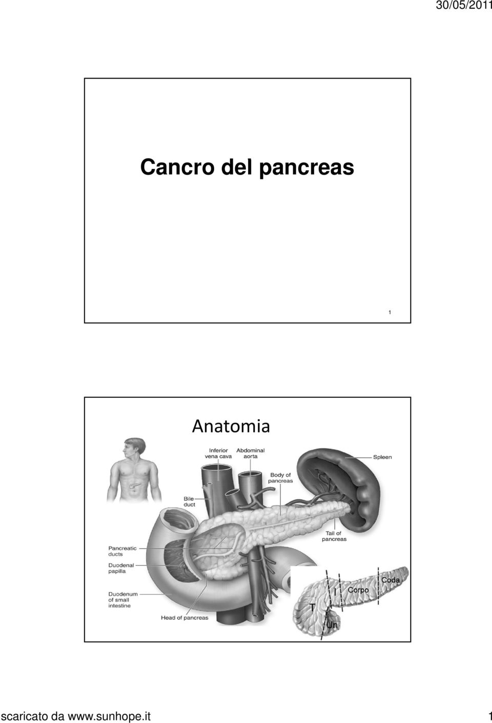 Anatomia 2