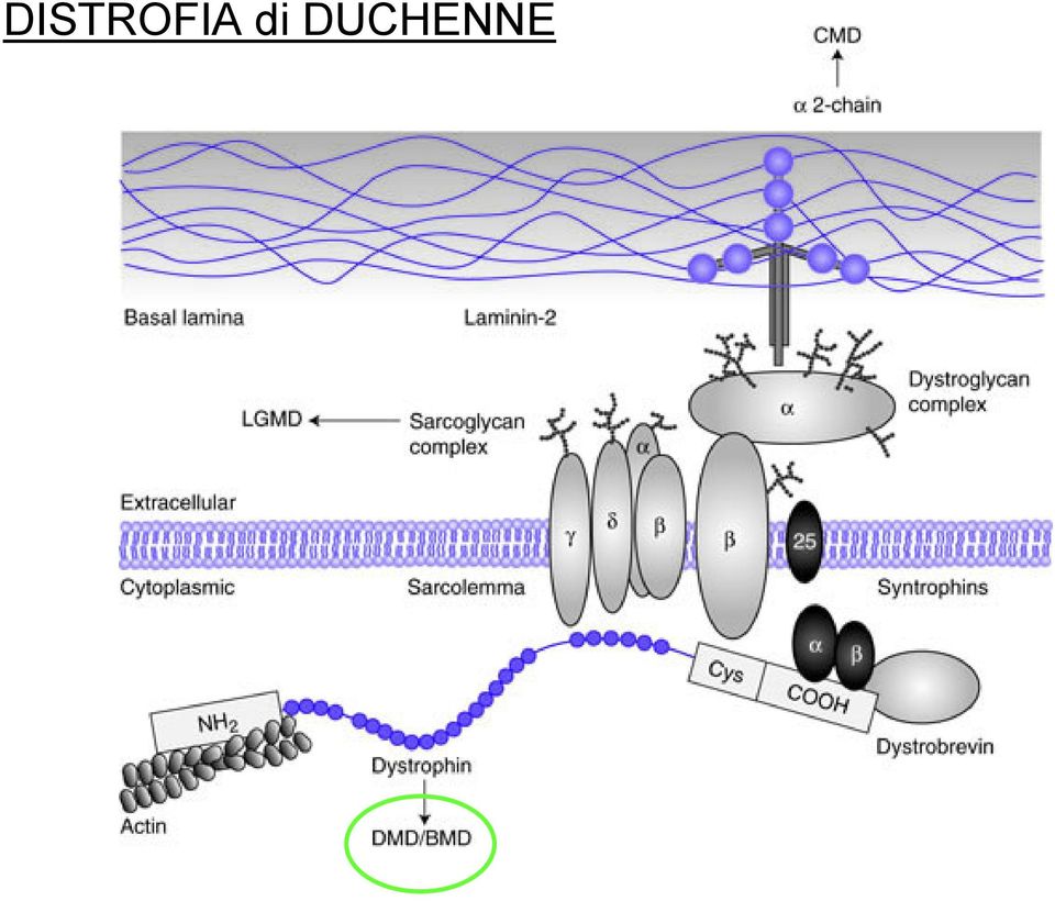 DUCHENNE