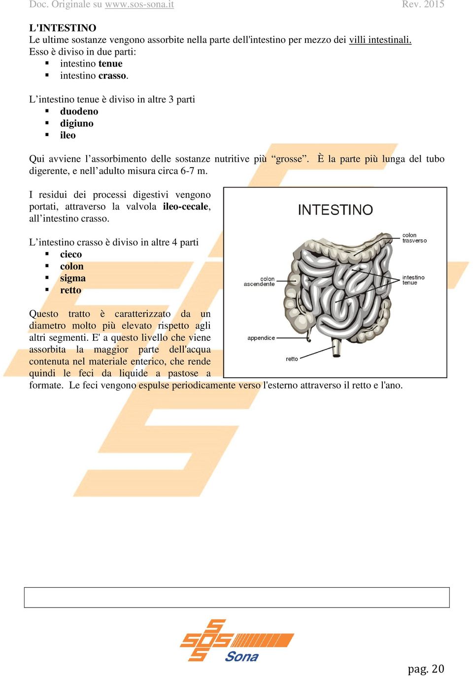 È la parte più lunga del tubo digerente, e nell adulto misura circa 6-7 m. I residui dei processi digestivi vengono portati, attraverso la valvola ileo-cecale, all intestino crasso.