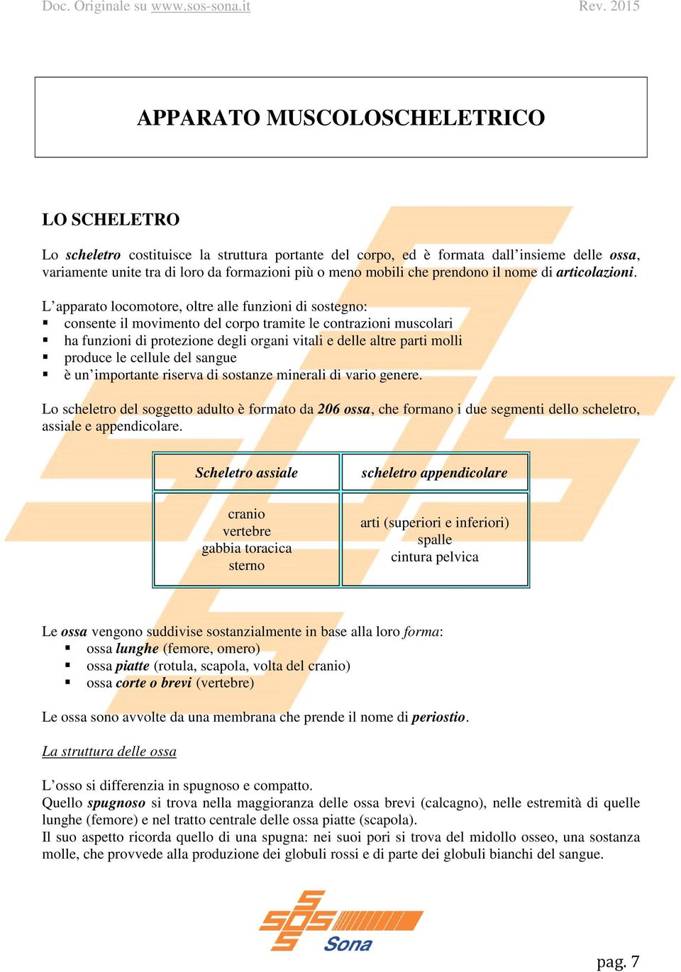 L apparato locomotore, oltre alle funzioni di sostegno: consente il movimento del corpo tramite le contrazioni muscolari ha funzioni di protezione degli organi vitali e delle altre parti molli