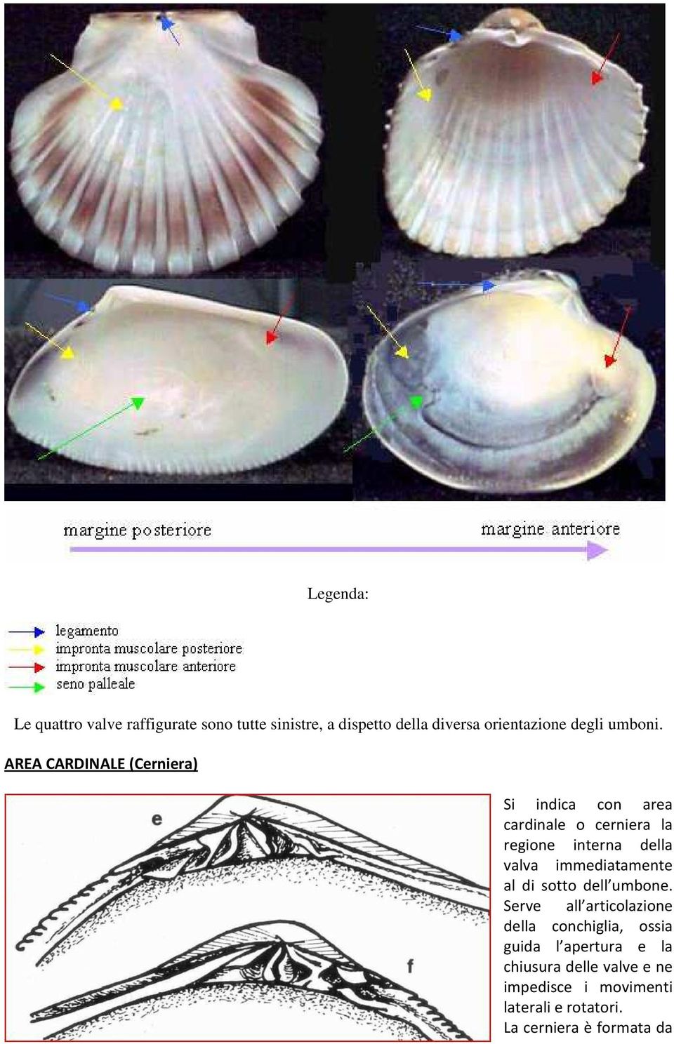 AREA CARDINALE (Cerniera) Si indica con area cardinale o cerniera la regione interna della valva