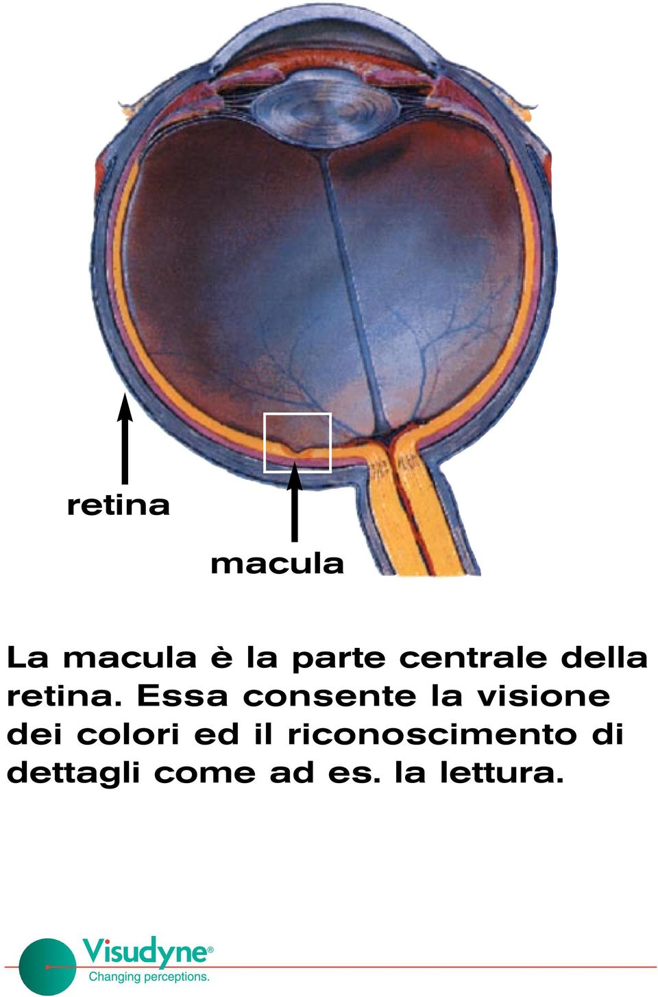 Essa consente la visione dei colori