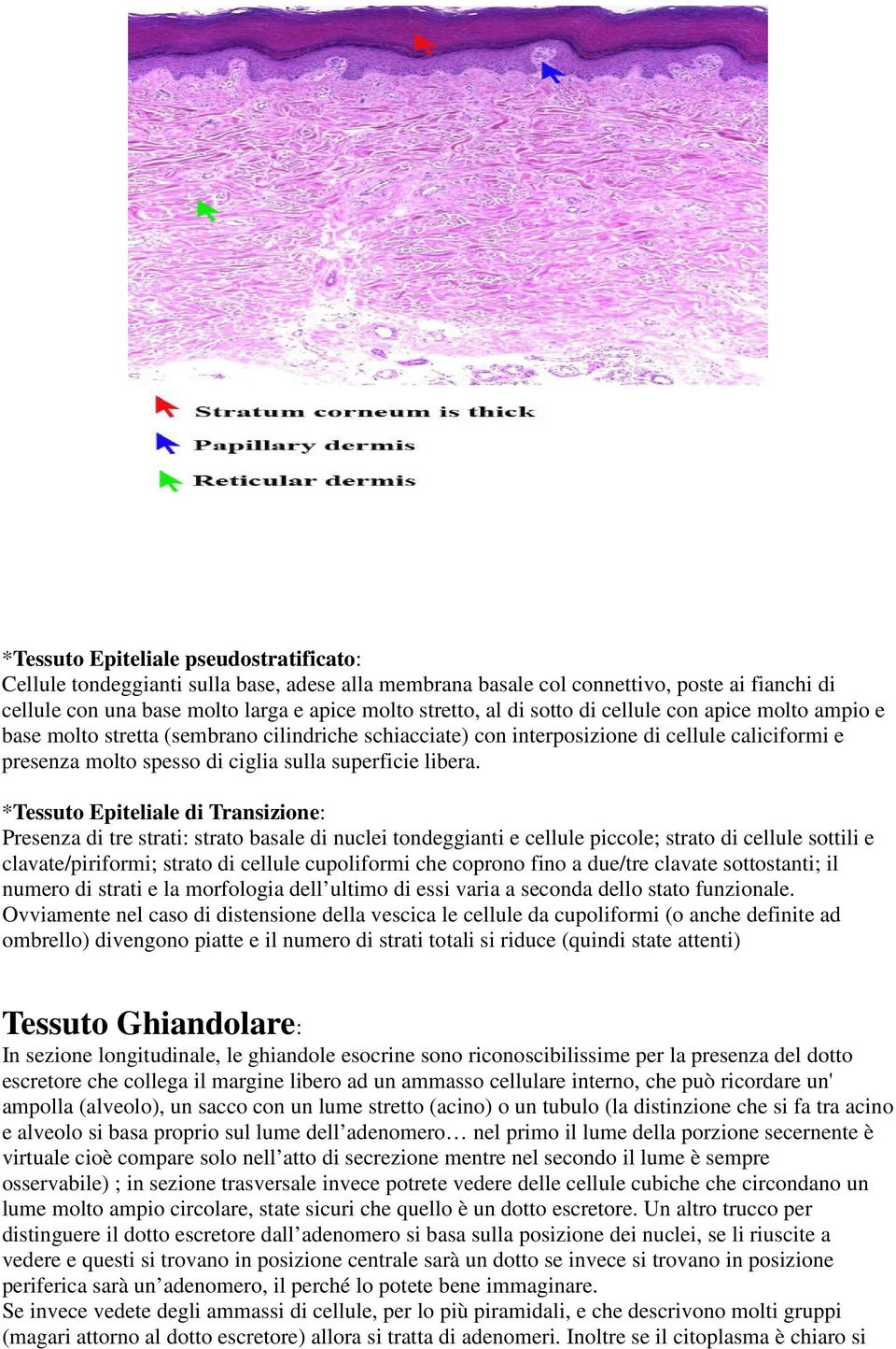 *Tessuto Epiteliale di Transizione: Presenza di tre strati: strato basale di nuclei tondeggianti e cellule piccole; strato di cellule sottili e clavate/piriformi; strato di cellule cupoliformi che