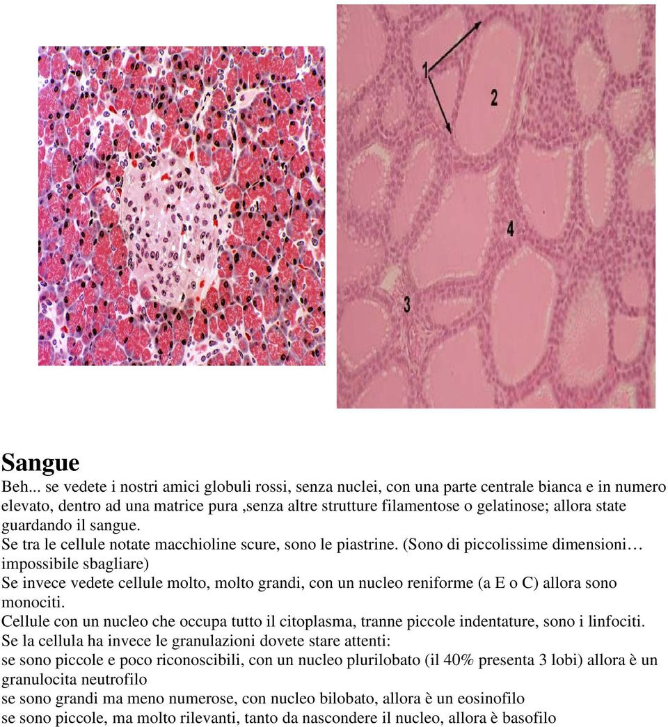 guardando il sangue. Se tra le cellule notate macchioline scure, sono le piastrine.