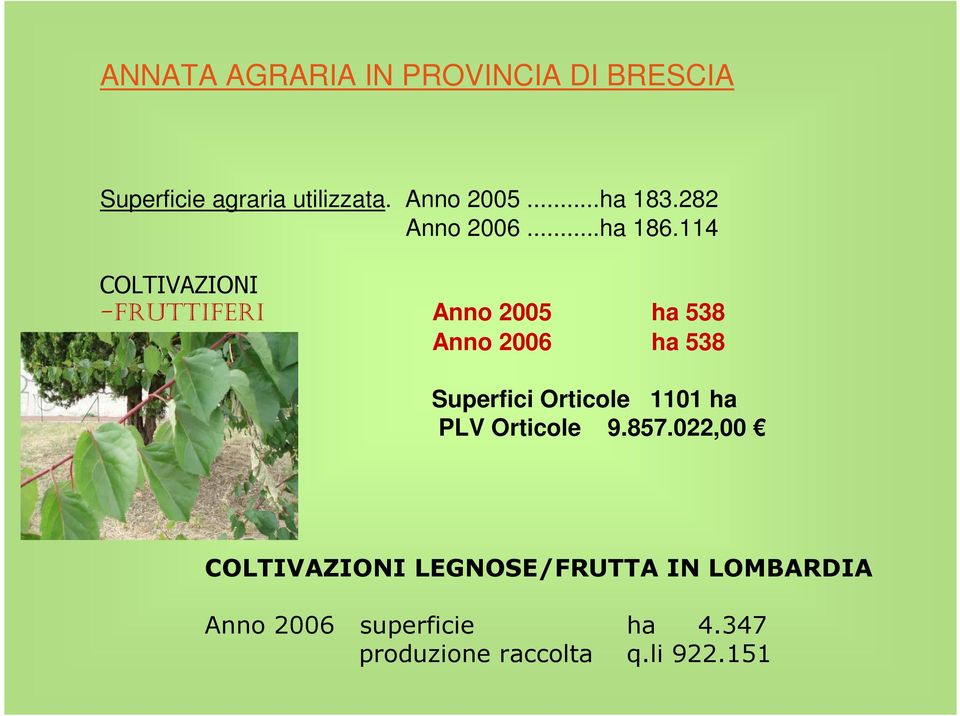 114 COLTIVAZIONI -FRUTTIFERI Anno 2005 ha 538 Anno 2006 ha 538 Superfici Orticole