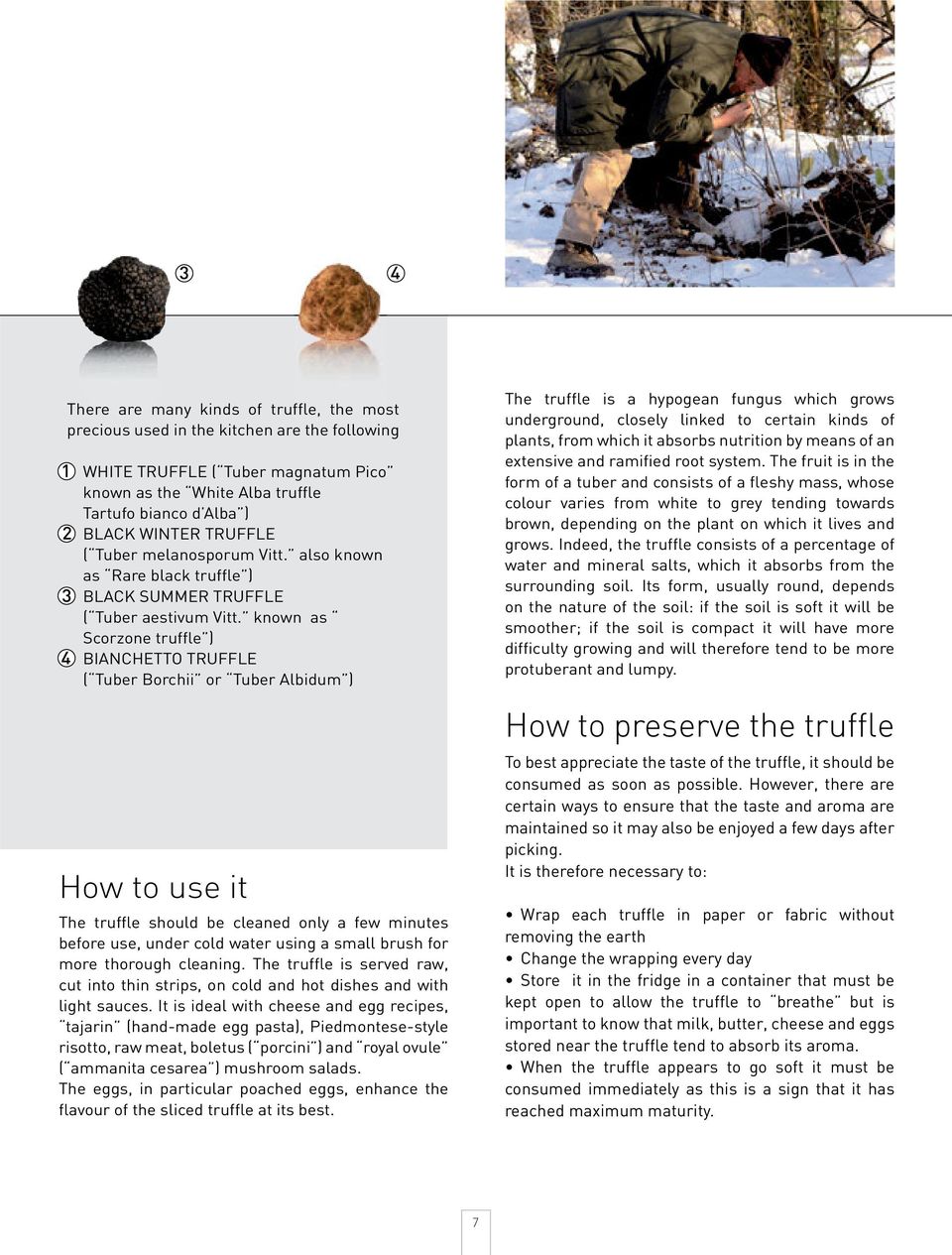 known as Scorzone truffle ) 4 BIANCHETTO TRUFFLE ( Tuber Borchii or Tuber Albidum ) How to use it The truffle should be cleaned only a few minutes before use, under cold water using a small brush for
