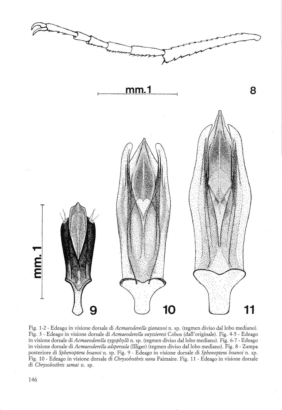 6-7 - Edeago in visione dorsale di Acmaeoderella adspersula (Illiger) (tegmen diviso dal lobo mediano). Fig. 8 - Zampa posteriore di Sphenoptera boanoi n. sp. Fig. 9 - Edeago in visione dorsale di Sphenoptera boanoi n.