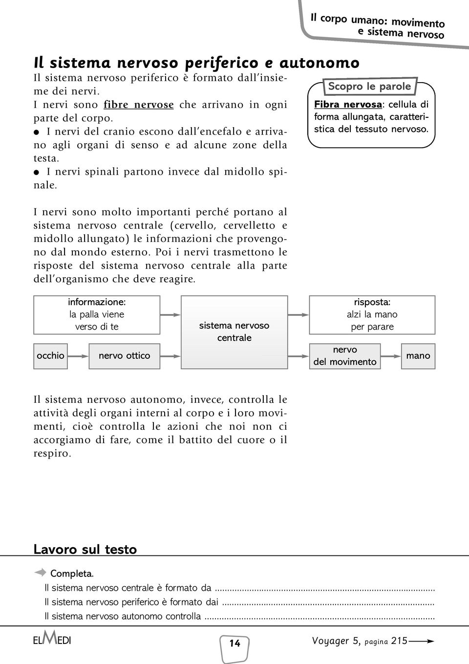 I nervi sono molto importanti perché portano al sistema nervoso centrale (cervello, cervelletto e midollo allungato) le informazioni che provengono dal mondo esterno.