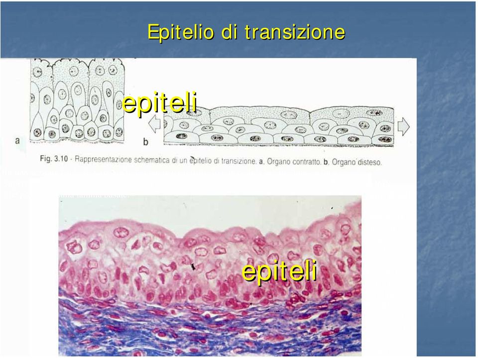 tipi di cellule che poggiano sulla lamina basale: cellule superficiali (o colonnari), che dalla lamina