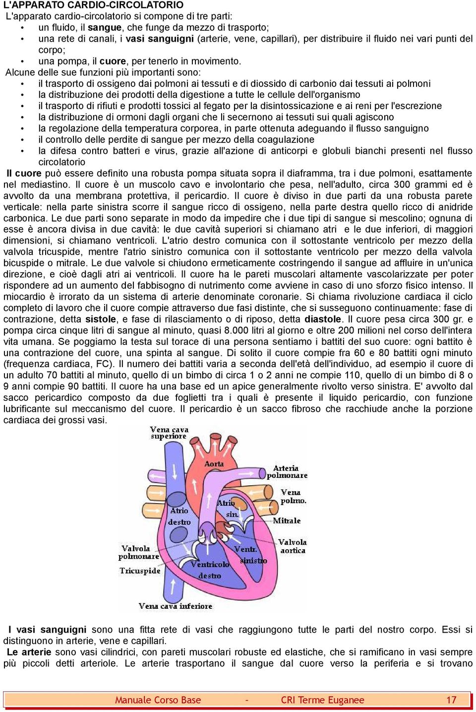 Alcune delle sue funzioni più importanti sono: il trasporto di ossigeno dai polmoni ai tessuti e di diossido di carbonio dai tessuti ai polmoni la distribuzione dei prodotti della digestione a tutte